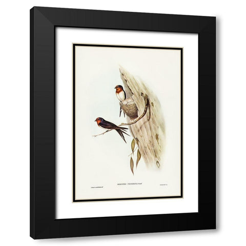 Welcome Swallow-Hirundo neoxena Black Modern Wood Framed Art Print with Double Matting by Gould, John