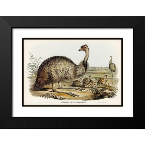 The Emu-Dromaius Novae-Hollandiae Black Modern Wood Framed Art Print with Double Matting by Gould, John