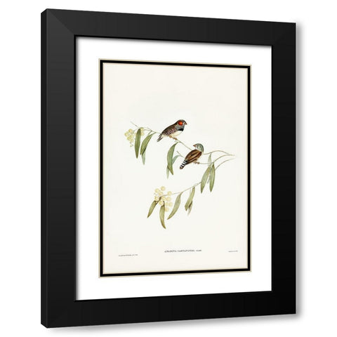 Chestnut-eared Finch-Amadina castanotis Black Modern Wood Framed Art Print with Double Matting by Gould, John