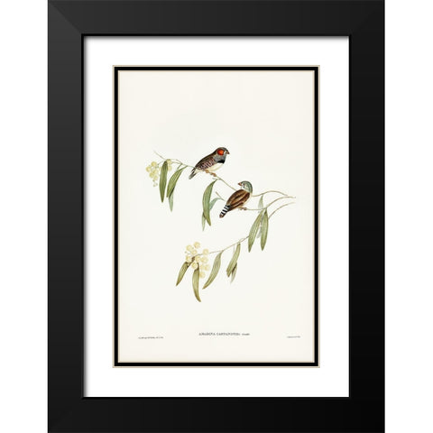 Chestnut-eared Finch-Amadina castanotis Black Modern Wood Framed Art Print with Double Matting by Gould, John