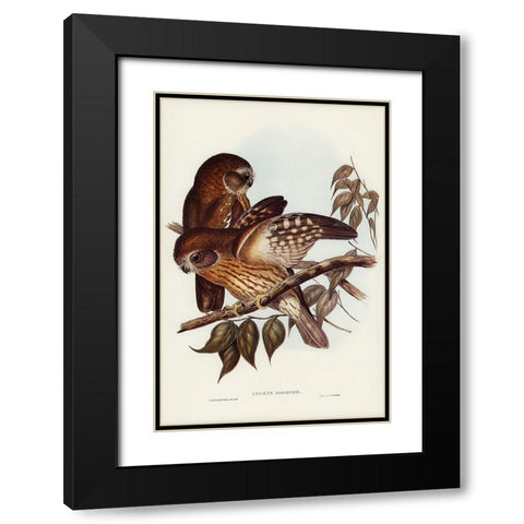 Boobook Owl-Athene boobook Black Modern Wood Framed Art Print with Double Matting by Gould, John