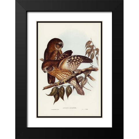 Boobook Owl-Athene boobook Black Modern Wood Framed Art Print with Double Matting by Gould, John