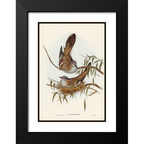 Crested Pigeon-Ocyphaps Lophotes Black Modern Wood Framed Art Print with Double Matting by Gould, John