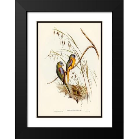 Chestnut-shouldered Grass-Parakeet-Euphema pulchella Black Modern Wood Framed Art Print with Double Matting by Gould, John