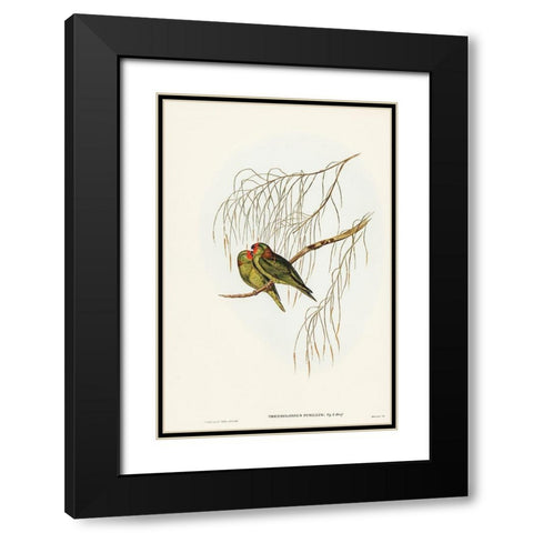 Little Lorikeet-Trichoglossus pusillus Black Modern Wood Framed Art Print with Double Matting by Gould, John
