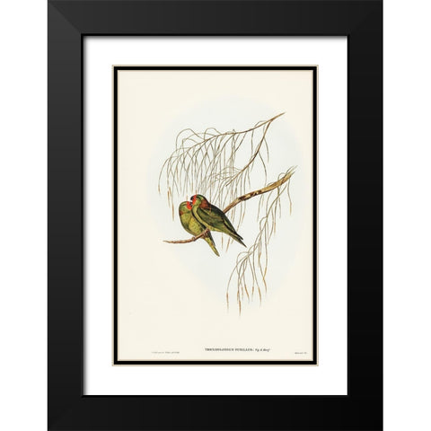 Little Lorikeet-Trichoglossus pusillus Black Modern Wood Framed Art Print with Double Matting by Gould, John