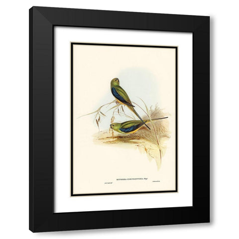 Blue-banded Grass-Parakeet-Euphema chrysostoma Black Modern Wood Framed Art Print with Double Matting by Gould, John