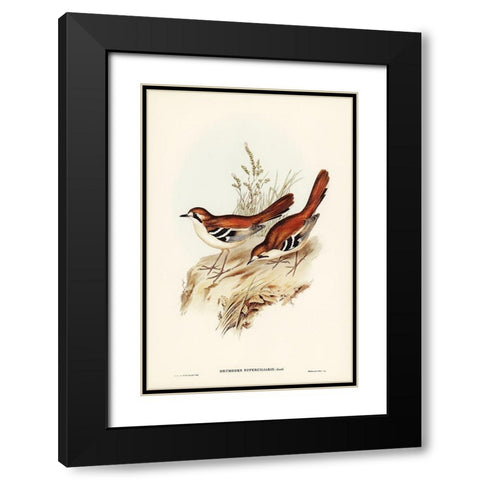 Eastern Scrub-Robin-Drymodes superciliaris Black Modern Wood Framed Art Print with Double Matting by Gould, John