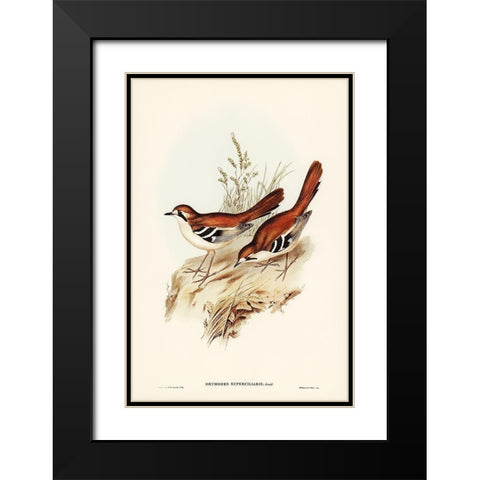 Eastern Scrub-Robin-Drymodes superciliaris Black Modern Wood Framed Art Print with Double Matting by Gould, John