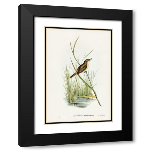 Reed Warbler-Acrocephalus Australis Black Modern Wood Framed Art Print with Double Matting by Gould, John