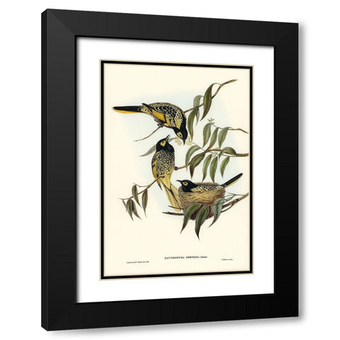 Warty-faced Honey-eater-Zanthomyza Phrygia Black Modern Wood Framed Art Print with Double Matting by Gould, John