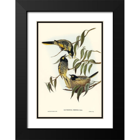 Warty-faced Honey-eater-Zanthomyza Phrygia Black Modern Wood Framed Art Print with Double Matting by Gould, John