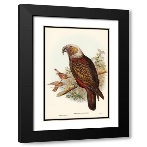 Ka-ka Parrot-Nestor hypopolius Black Modern Wood Framed Art Print with Double Matting by Gould, John