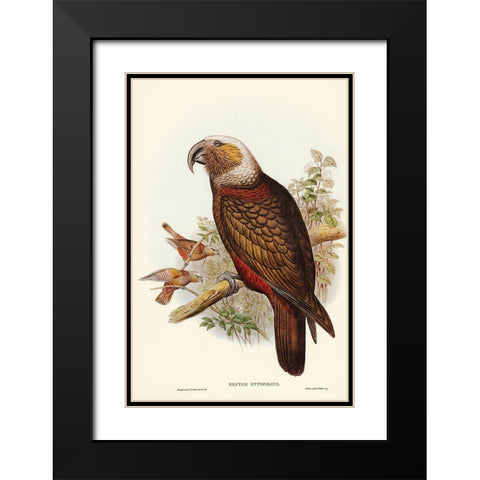 Ka-ka Parrot-Nestor hypopolius Black Modern Wood Framed Art Print with Double Matting by Gould, John
