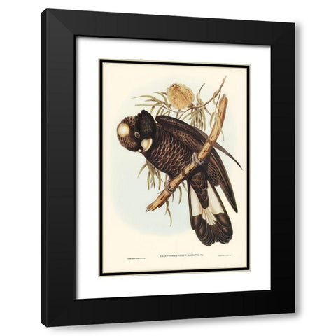 Baudins Cockatoo-Calyptorhynchus Baudinii Black Modern Wood Framed Art Print with Double Matting by Gould, John