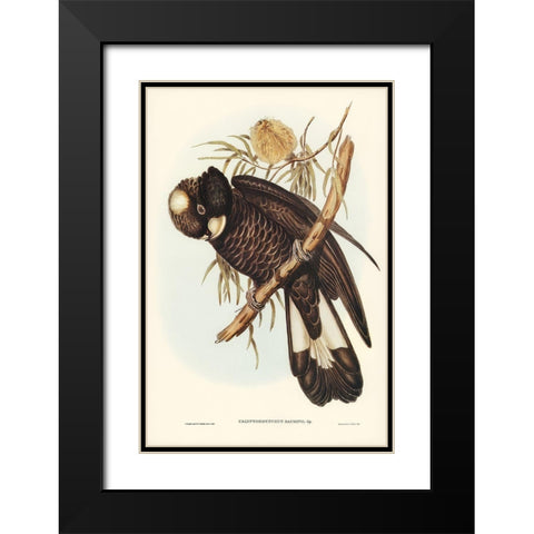 Baudins Cockatoo-Calyptorhynchus Baudinii Black Modern Wood Framed Art Print with Double Matting by Gould, John