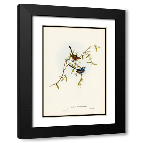 Black-backed Wren-Malurus melanotus Black Modern Wood Framed Art Print with Double Matting by Gould, John