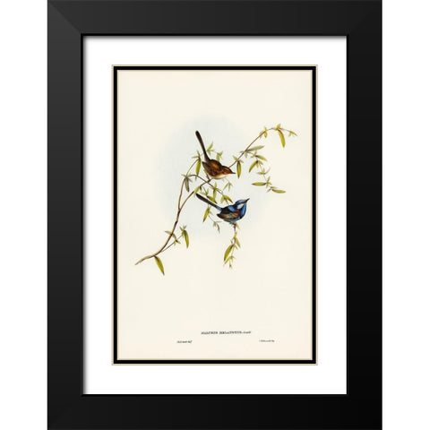 Black-backed Wren-Malurus melanotus Black Modern Wood Framed Art Print with Double Matting by Gould, John