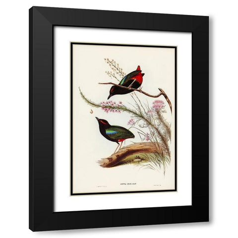 Rainbow Pitta-Pitta Iris Black Modern Wood Framed Art Print with Double Matting by Gould, John