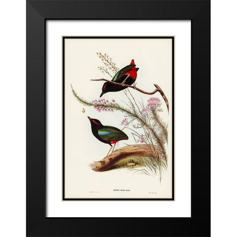 Rainbow Pitta-Pitta Iris Black Modern Wood Framed Art Print with Double Matting by Gould, John