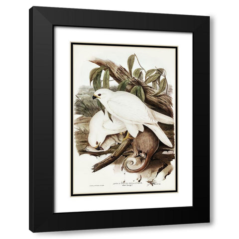 White Goshawk-Astur Nova-Hollandix-albino Black Modern Wood Framed Art Print with Double Matting by Gould, John