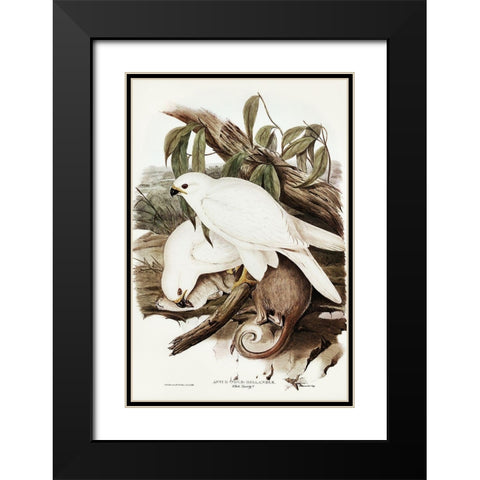 White Goshawk-Astur Nova-Hollandix-albino Black Modern Wood Framed Art Print with Double Matting by Gould, John