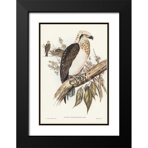 White-headed Osprey-Pandion leucocephalus Black Modern Wood Framed Art Print with Double Matting by Gould, John