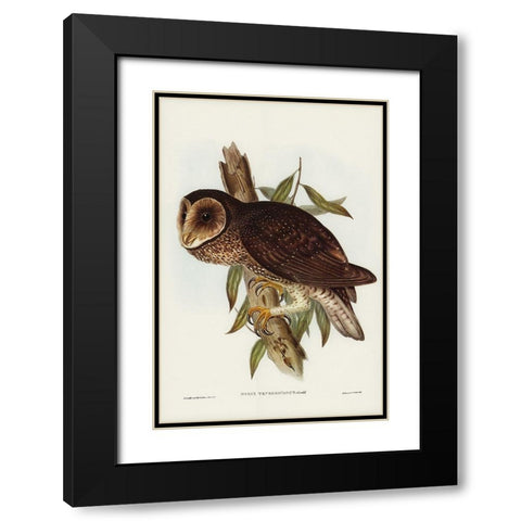 Sooty Owl-Strix tenebricosus Black Modern Wood Framed Art Print with Double Matting by Gould, John
