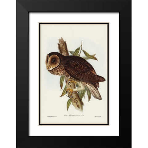 Sooty Owl-Strix tenebricosus Black Modern Wood Framed Art Print with Double Matting by Gould, John