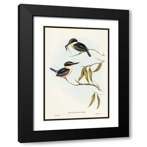 Sacred Halcyon-Halcyon sanctus Black Modern Wood Framed Art Print with Double Matting by Gould, John
