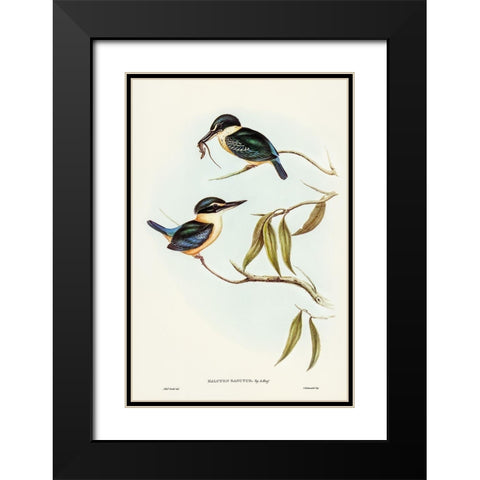 Sacred Halcyon-Halcyon sanctus Black Modern Wood Framed Art Print with Double Matting by Gould, John