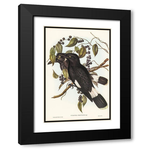 Great Crow-Shrike-Strepera graculina Black Modern Wood Framed Art Print with Double Matting by Gould, John