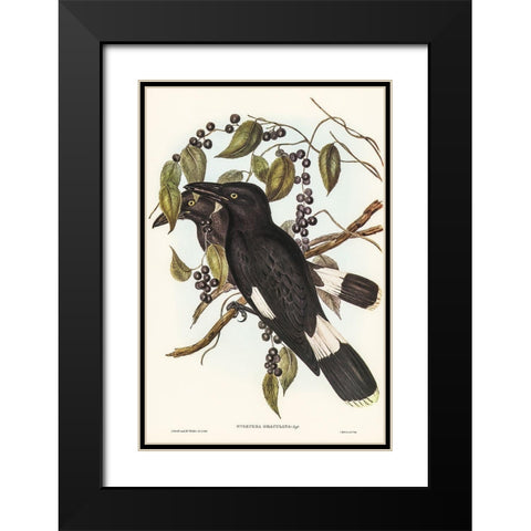 Great Crow-Shrike-Strepera graculina Black Modern Wood Framed Art Print with Double Matting by Gould, John