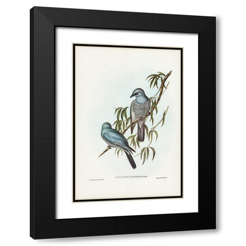 Swainsonâ€™s Graucalus-Graucalus Swainsonii Black Modern Wood Framed Art Print with Double Matting by Gould, John