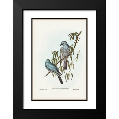 Swainsonâ€™s Graucalus-Graucalus Swainsonii Black Modern Wood Framed Art Print with Double Matting by Gould, John