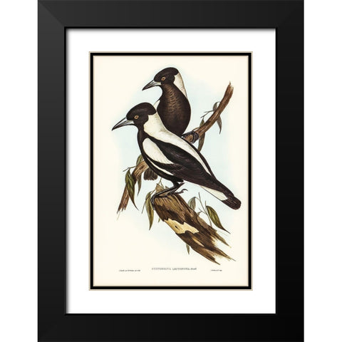 White-backed Crow-Shrike-Gymnorhina leuconota Black Modern Wood Framed Art Print with Double Matting by Gould, John