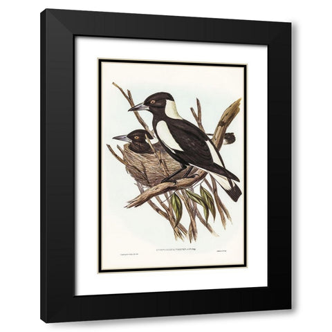 Piping Crow-Shrike-Gymnorhina Tibicen Black Modern Wood Framed Art Print with Double Matting by Gould, John