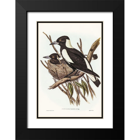 Piping Crow-Shrike-Gymnorhina Tibicen Black Modern Wood Framed Art Print with Double Matting by Gould, John