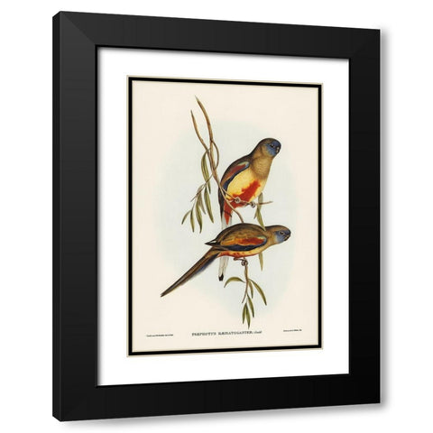 Crimson-bellied Parakeet-Psephotus haematogaster Black Modern Wood Framed Art Print with Double Matting by Gould, John