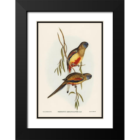 Crimson-bellied Parakeet-Psephotus haematogaster Black Modern Wood Framed Art Print with Double Matting by Gould, John