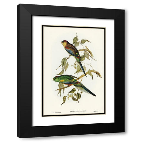 Many-coloured Parakeet-Psephotus multicolor Black Modern Wood Framed Art Print with Double Matting by Gould, John