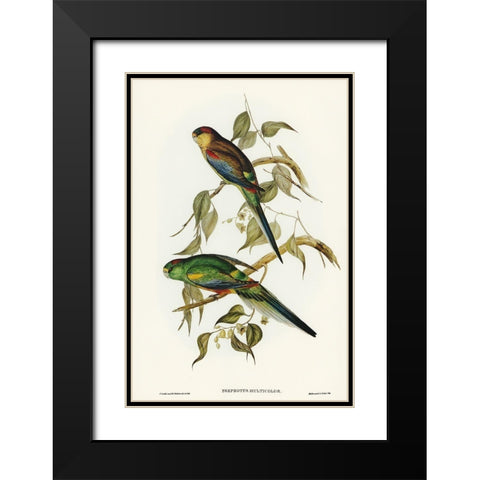Many-coloured Parakeet-Psephotus multicolor Black Modern Wood Framed Art Print with Double Matting by Gould, John