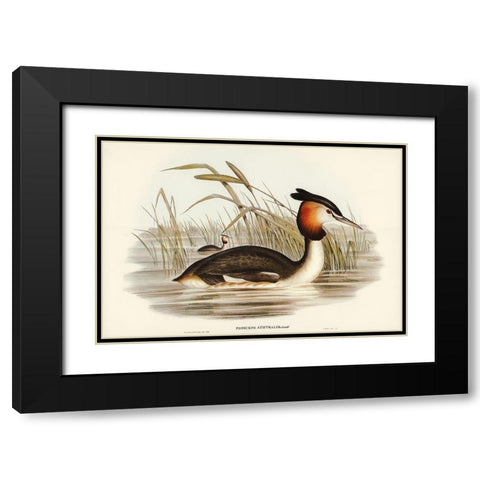 Australian Tippet Grabe-Podiceps Australis Black Modern Wood Framed Art Print with Double Matting by Gould, John