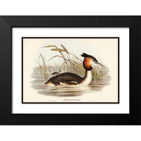 Australian Tippet Grabe-Podiceps Australis Black Modern Wood Framed Art Print with Double Matting by Gould, John