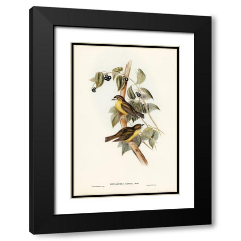 Large-headed Robin-Eopsaltria capito Black Modern Wood Framed Art Print with Double Matting by Gould, John