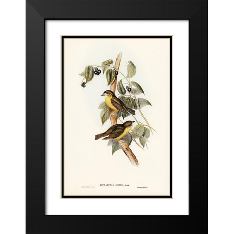Large-headed Robin-Eopsaltria capito Black Modern Wood Framed Art Print with Double Matting by Gould, John