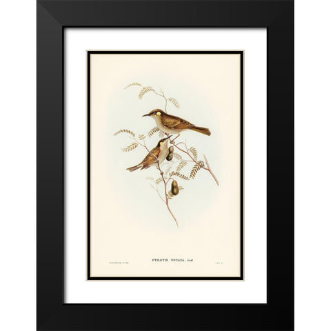 Yellow-spotted Honey-eater-Ptilotis notata Black Modern Wood Framed Art Print with Double Matting by Gould, John