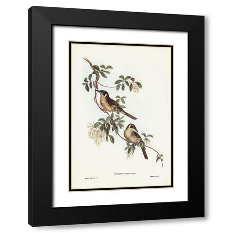 Singing Honey-eater-Ptilotis sonorus Black Modern Wood Framed Art Print with Double Matting by Gould, John
