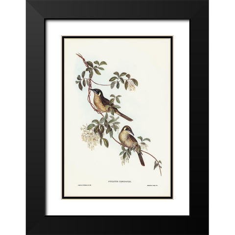 Singing Honey-eater-Ptilotis sonorus Black Modern Wood Framed Art Print with Double Matting by Gould, John