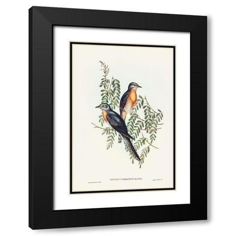 Ash-coloured Cuckoo-Cuculus cineraceus Black Modern Wood Framed Art Print with Double Matting by Gould, John